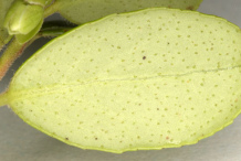Ventral-view-of-leaf