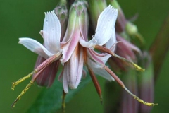Lions-Foot-plant-flower