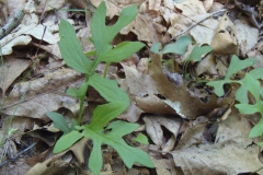 Lions-Foot-plant-leaves
