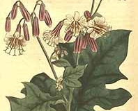 Plant-illustration-of-Lions-Foot-plant