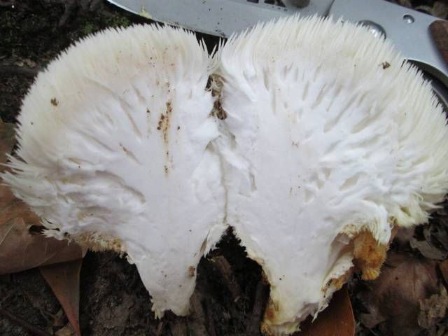 Half-cut-Lion's-mane-mushroom