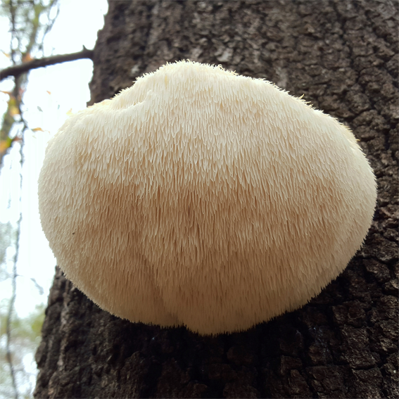 Lion's-mane-mushroom-on the tree