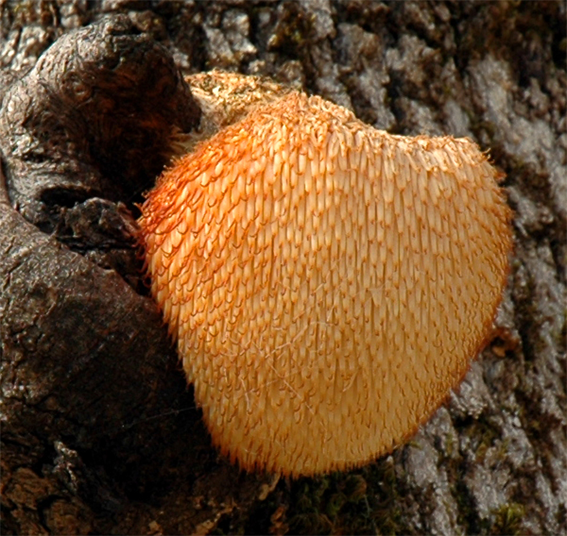 Mature-Lion's-mane-mushroom