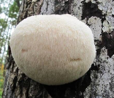Round-shaped-Lion's-mane-mushroom
