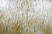 Closer-view-of-Lion's-mane-mushroom