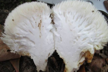 Half-cut-Lion's-mane-mushroom
