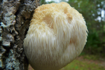 Lion's-mane-mushroom