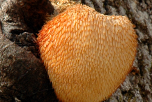 Mature-Lion's-mane-mushroom