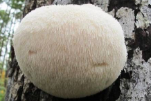 Round-shaped-Lion's-mane-mushroom