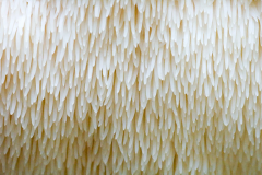 Closer-view-of-Lion's-mane-mushroom