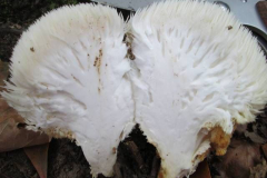 Half-cut-Lion's-mane-mushroom