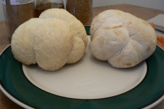 Lion's-mane-mushroom-on-the-plate