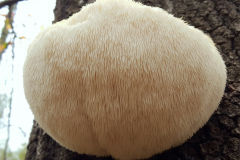 Lion's-mane-mushroom-on the tree
