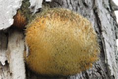 Matured-Lion's-mane-mushroom