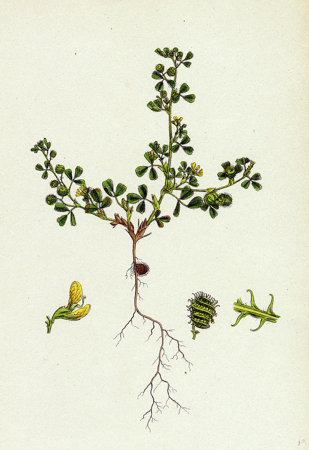 Plant-Illustration-of-Little-medick
