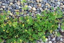 Little-medick-plant