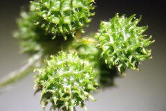 Immature-fruits of Little medick