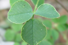 Leaves-of-Little-medick