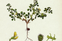 Plant-Illustration-of-Little-medick