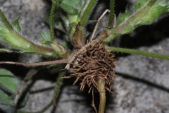 Roots of Little medick