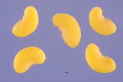 Seeds of Little medick