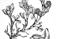 Sketch of Little medick