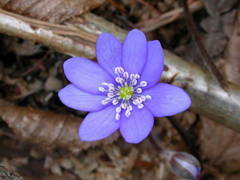 Liverworts-flower