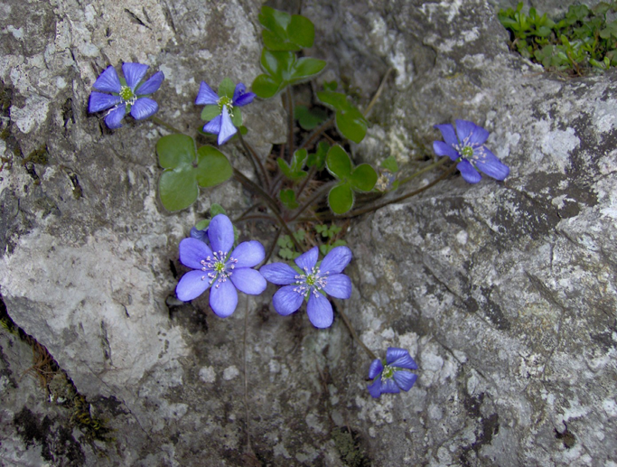 Liverworts-plant-growing-on-stone