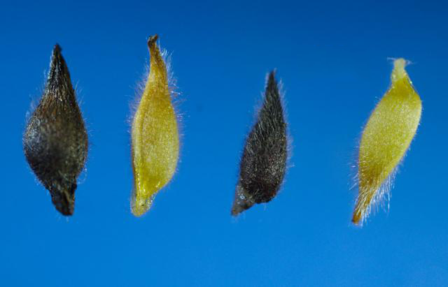 Seeds-of-Liverworts--plant