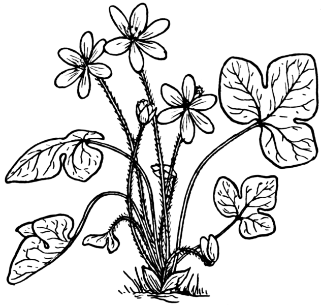Sketch-of-Liverworts-plant