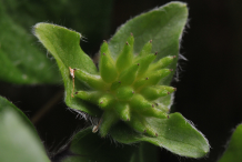 Fruits-of-Liverworts