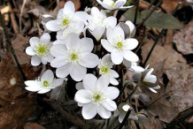 Hepatica-nobilis-'s-type