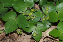 Leaves-of-Liverworts-plant