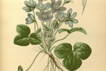 Liverworts-Plant-Illustration