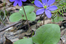 Liverworts-Plant