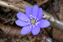 Liverworts-flower