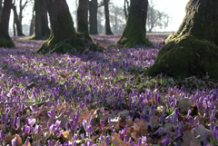 Liverworts-growing-wild