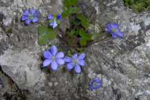 Liverworts-plant-growing-on-stone
