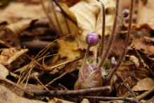 Liverworts--saplings