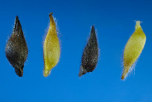 Seeds-of-Liverworts--plant
