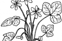 Sketch-of-Liverworts-plant