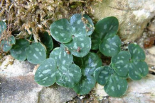 Small-Liverworts-plant