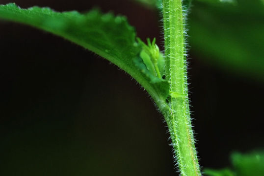 Lobelia-plant-Inflorescence