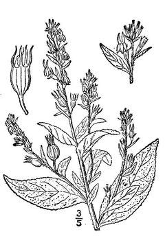 Lobelia-plant-sketch