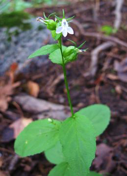 Small-Lobelia-Plant