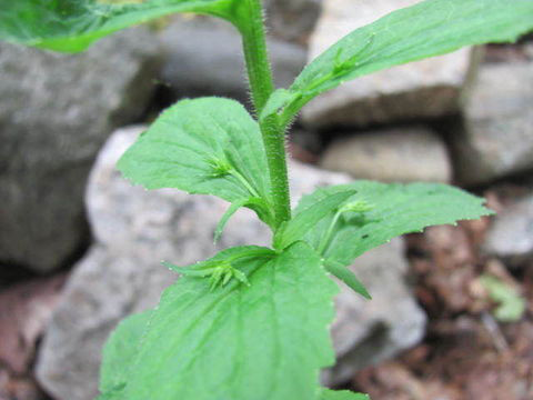 Stem-of-Lobelia-plant