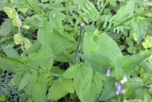 Lobelia-Bushes