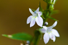 Lobelia-Flower