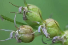 Lobelia-Fruit