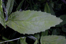 Lobelia-Leaf